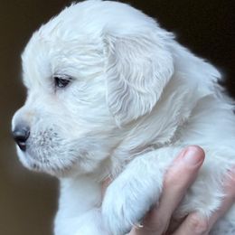 Golden Retriever Puppies from Robinsnest Goldens