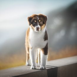 Australian Shepherd Puppies from Cloverdale Australian Shepherds