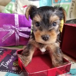 Yorkshire Terrier Puppies from Angela Coleman