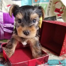 Yorkshire Terrier Puppies from Angela Coleman
