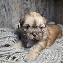 Tilly - Liver female Shih Tzu puppy in Mountain Grove, Missouri from Precious Puppies