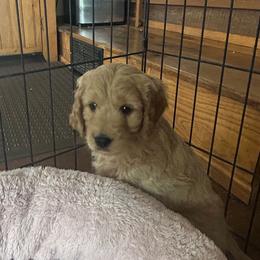 Bambi - Apricot female Goldendoodle puppy in Winchester, Virginia from Morningstar Goldendoodles