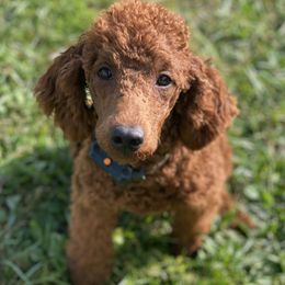 Leo - Poodle