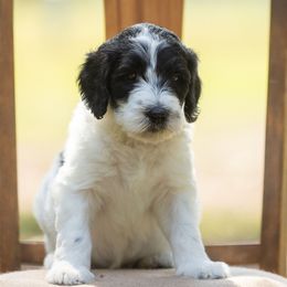 Penny - Merle female Sheepadoodle puppy in Charleston & Kershaw, South Carolina from Atlas Harrold-Moore Sheepadoodles, LLC   (AHMS)