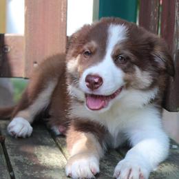 Border Collie and Teddy Roosevelt Terrier Puppies from Boles Family Farm
