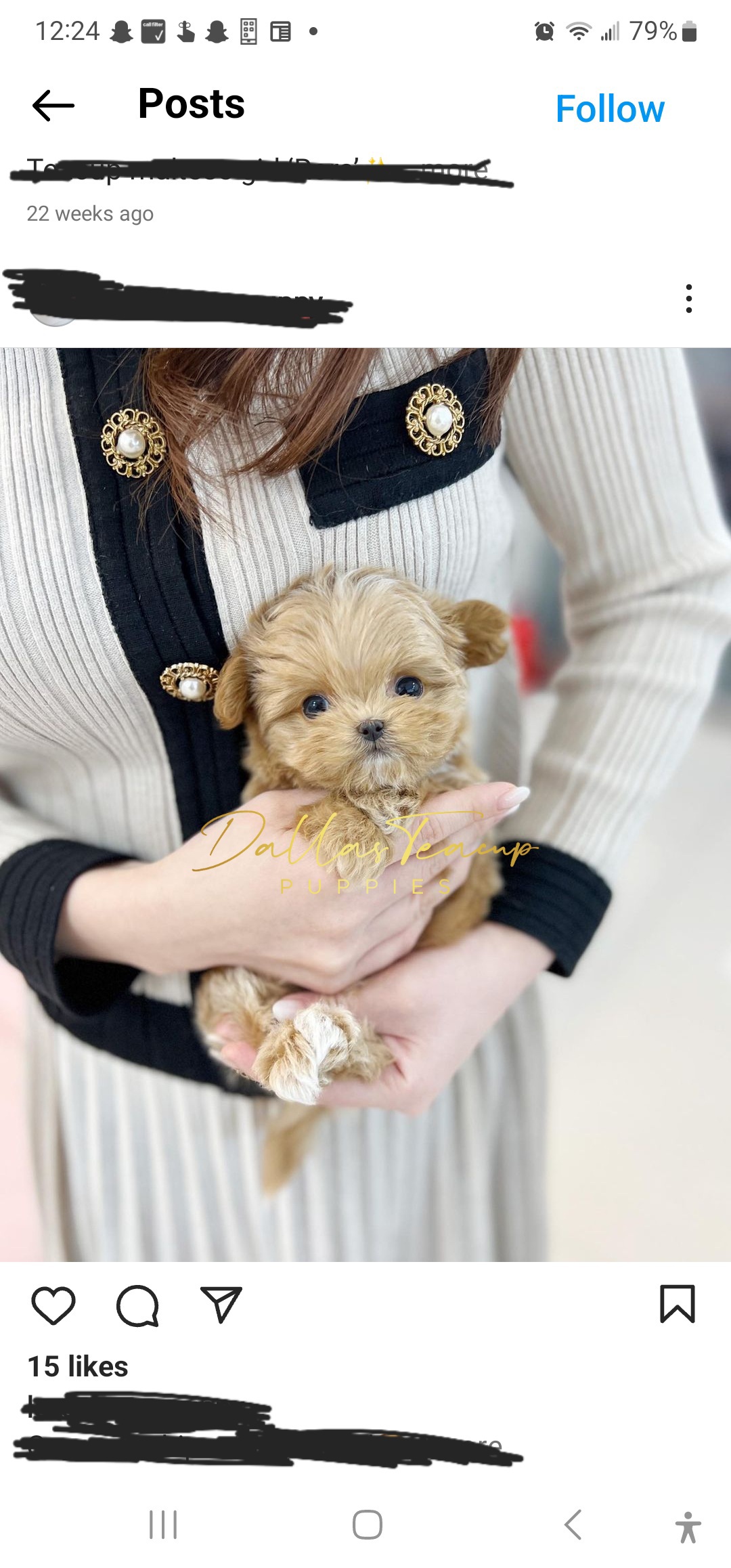 Maltese, Maltipoos, Poodles, and Yorkshire Terriers from Dallas Teacup Puppies