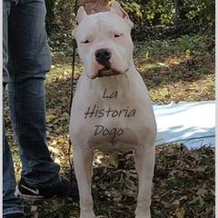Nika - Dogo Argentino