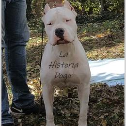 Nika - Dogo Argentino
