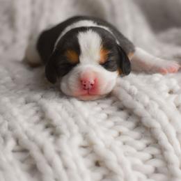 Lark - Black tan and white female Beagle puppy in Caldwell, Ohio from Folklore Kennel