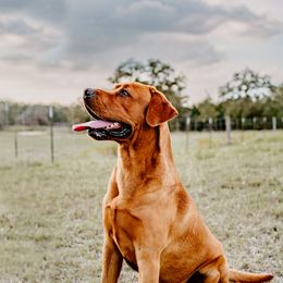 Maverick - Labrador Retriever