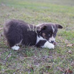Greyson (Fluffy) - Blue male Pembroke Welsh Corgi puppy in Straughn, Alabama from Magnolia Creek Corgis