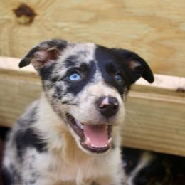 Cowley - Blue merle female Border Collie puppy in Hull, Texas from Simmons Toy Aussies and Border Collies