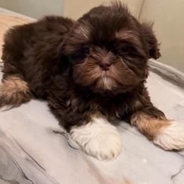 Stella - Chocolate and tan female Shih Tzu puppy in Monrovia, California from Sunrise Shihtzu Blossom
