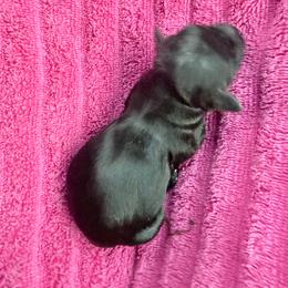 Solid boy - Black male Dachshund puppy in Umatilla County, Oregon from Divine Dogs
