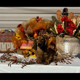 Rider - Cream male Dachshund puppy in Athens, Alabama from Weidenthal Dachshunds