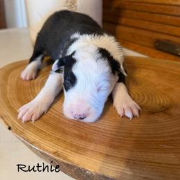 Ruthie - Black and white female Border Collie puppy in Lakeview, Michigan from Haven Creek Farm
