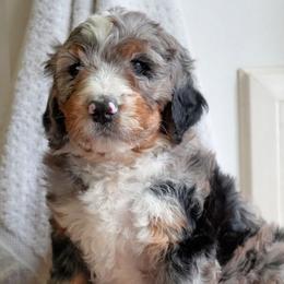 Storm - Merle male Bernedoodle puppy in Folsom, Louisiana from DoodlesFarmCo
