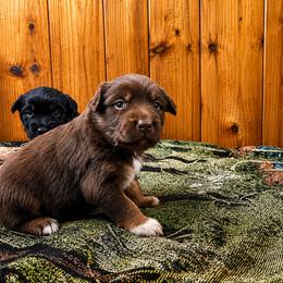 Australian Shepherd Puppies from McElroy Homestead Austrailian Shepherds