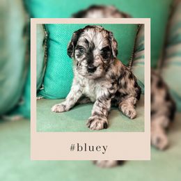 Goldendoodle Puppies from The Dood Effect