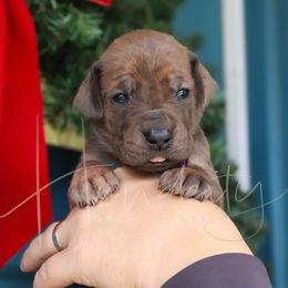 Rayne - Blue female Great Dane puppy in Denison, Texas from Hundeity Great Danes