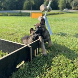 German Shepherd Puppies from Vom Burmeister Kennel