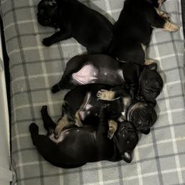 French Bulldog Puppies from Lisa Lopez
