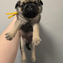 Sable - Fawn female Pug puppy in Auburn, Kentucky from Prentice Family Pugs