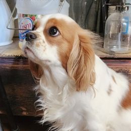 Suga - Cavalier King Charles Spaniel