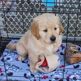 Golden Retriever Puppies from Sola Mae's Goldens