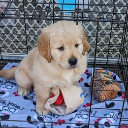 Golden Retriever Puppies from Sola Mae's Goldens