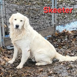 Skeeter - Light golden male Golden Retriever puppy in Fithian, Illinois from LOMAH Retrievers