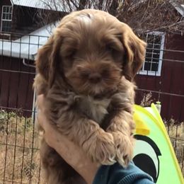 Australian Labradoodle Puppies from Gabby Jack Ranch