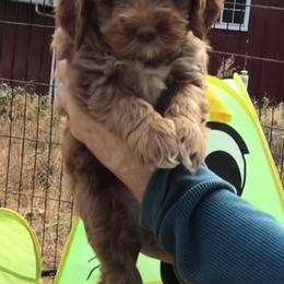 Australian Labradoodle Puppies from Gabby Jack Ranch