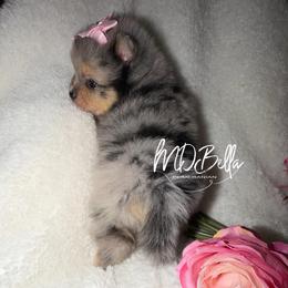 AKC Daisy - Blue merle female Pomeranian puppy in Houston, Texas from MD Bella Pomeranian