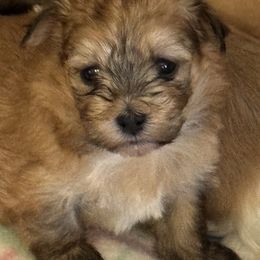 Havanese Puppies from Sandy’s Havanese