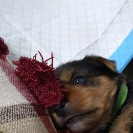 Yorkshire Terrier Puppies from Perfect Paws