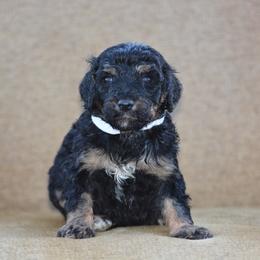 White Collar - Phantom female Bernedoodle puppy in Scottsboro, Alabama from Dixie Land Doodles