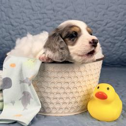 Buck - Piebald male Dachshund puppy in Hendersonville, North Carolina from Snarky Doxy Miniature Dachshunds