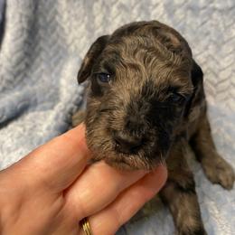 Curry - Merle male Goldendoodle puppy in Greenville, South Carolina from Law Doodles of SC