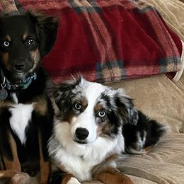 Australian Shepherds, Miniature American Shepherds, and Miniature Australian Shepherds from Cypress Grove Aussie
