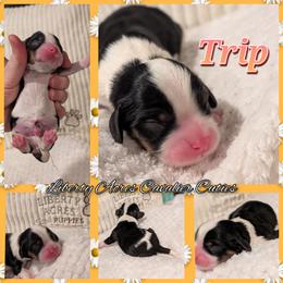 Trip - Tri-color male Cavalier King Charles Spaniel puppy in Oppelo, Arkansas from Liberty Acres Puppies