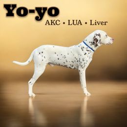 Yoyo - Dalmatian