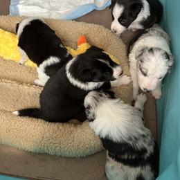 Border Collie Puppies from Roaring River Border Collies