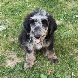 Aussiedoodle All Grown Up from Pawsitively Doodles
