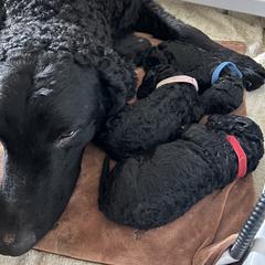 Curly-Coated Retriever Puppies from Elflock Curlies