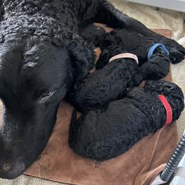 Curly-Coated Retriever Puppies from Elflock Curlies