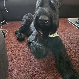 Sasha - Giant Schnauzer