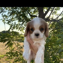 Cavalier King Charles Spaniel Puppies from Narrows Creek Cavaliers