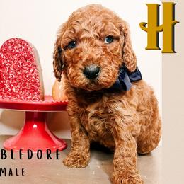 Dumbledore - Red  male Goldendoodle puppy in Hilton, New York from The House of Goldendoodle