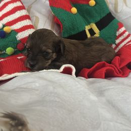 Girl 2 - female Goldendoodle puppy in Waynesboro, Virginia from Forest Creek Kennel